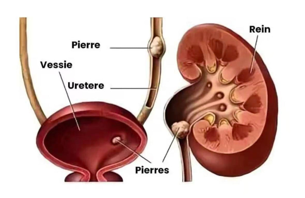 GINSENG + DETOX REIN